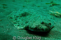 Bottom Feeder.
A look at the business end of a large Cal... by Douglas Klug 